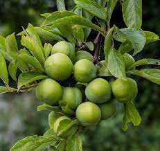 Fruit plants fruit garden fruit trees trees to plant fruit and veg fruits and veggies fresh fruit vegetables pistacia vera. Persian Green Plum Tree Ison S Nursery Vineyard