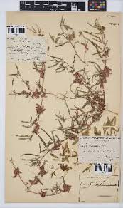 Image result for Indigofera rhytidocarpa