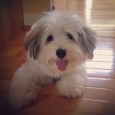 Pin On Doggie Love