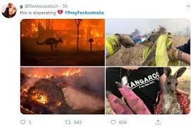 Ditemukan Spesies Baru Sugar Glider Ilmuwan Malah Khawatirkan Hal Ini Hitekno Com