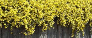 No, if your jasmine is planted in the ground and they are touching to ground, then it may attracts some rodents for shelter purpose, but not snakes. Gelsemium Species Carolina Yellow Jasmine Yellow Jessamine Gelsemium Sempervirens