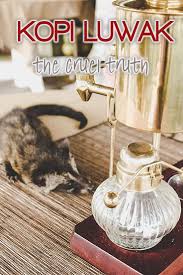 How Kopi Luwak Is Made The Cruel Truth Behind The World S Best Coffee Online Travel Agent Sustainable Travel Ethical Travel