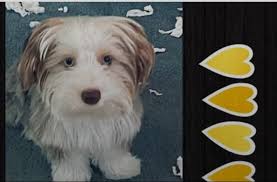 Missing dog in Catawba, SC area