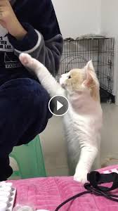 Try Not To Laugh Challenge Funny Cats And Dogs Try Not To Laugh Challenge Funny Animal Cats And Dogs Fails Compilation Cute Funny Animals Cute Animals Cute Cats