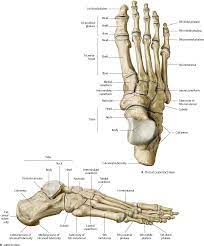 Ankle Foot Atlas Of Anatomy