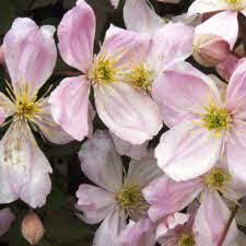 Abilene clematis is a dwarf variety that shows off large pink flowers from late spring to early autumn. Clematis Giant Star