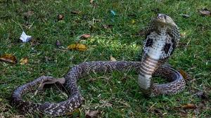 Datangnya ular ke dalam rumah diyakini membawa suatu pesan kepada pemilik rumah. 10 Arti Mimpi Ular Masuk Rumah Menurut Islam Primbon Jawa
