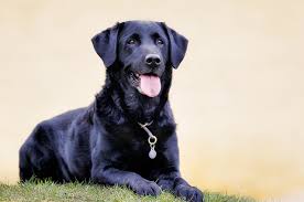 Everything about the labrador retriever 🐶👇 the labrador retriever is, without doubt, one of the most appreciated and beloved breeds in the world. Personalidade E Comportamento Do Labrador 23 Verdades Clube Para Cachorros