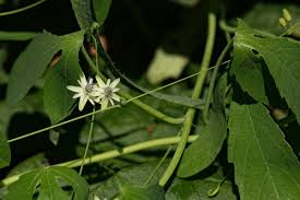 Image result for Basananthe longifolia