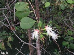 Image result for Sonneratia alba