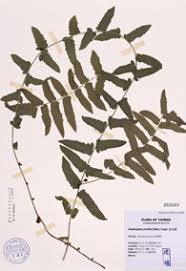 Image result for Ampelopteris