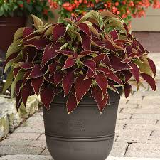 Image result for Coleus buchananii