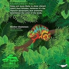 Panther Chameleon Rainforest Facts Narwhal Animal Fun Facts About Animals
