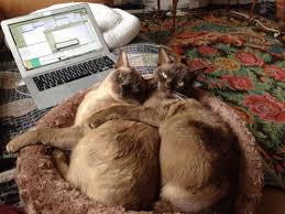 How To Do Netflix And Chill Properly