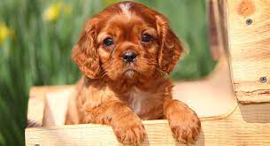 Were you able to find the perfect dog name starting with c for your lovely pooch? Dog Names That Start With A C What Are The Best Options