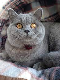 british short hair blue cat kitten maverick british blue cat british shorthair cats cute cats