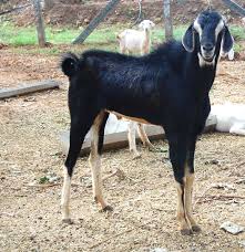 Jun 17, 2021 · ea chose him as the perfect pitch man in its teaser video released monday, and the thinly veiled messaging became clear thursday: Goat Farming In Tamilnadu Complete Starting Guide For Beginners