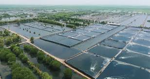 Tambak Udang Vaname Investasi Bisnis Menguntungkan Home