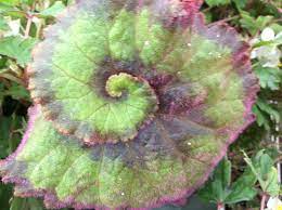 Begonia Green Snail Begonia Green Paper Leaves