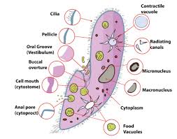 Dec 04, 2019 · (iii) which stage (phase) of mitosis is represented in this diagram. Draw A Neat Labelled Diagram Of Paramoecium Class 11 Biology Cbse