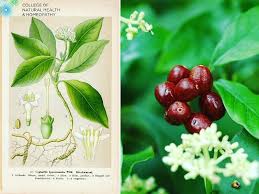 Ipecacuanha affects the mucous lining of the respiratory organs, almost as prominently as it does that of the alimentary tract. College Of Natural Health Homeopathy Ipecacuanha Ip When There Is A Prominent Element Of Nausea Or Vomiting Then Ipecacuanha Is A Great Remedy To Think Of Especially If There Is