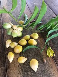 Image result for Artabotrys modestus