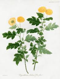 Image result for Chrysanthellum indicum