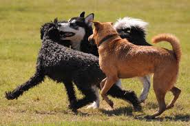 We did not find results for: Bad Dog Park Behaviors 4 Ways To Prevent Common Issues