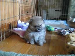 There is simply no set price for poms. Pomeranian Puppy 4 And 5 Weeks Old Omg Sooo Cute Pomeranian Puppy Pomeranian Pomeranian Dog