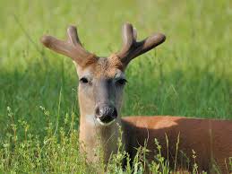The velvet ceases to be fed by blood by the formation of what some call the base or the burr on the antler. How Do Deer Grow Antlers So Quickly