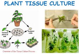 Plant cell and tissue culture techniques. Biotechnology A New Millennium Science