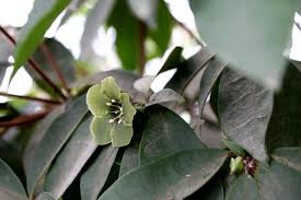 Image result for Crateva eminens