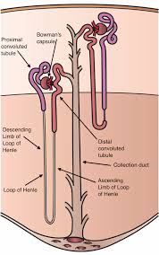 Nephron Wikipedia