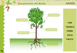 Resultado de imagen de PARTES DE LA PLANTA