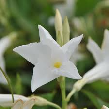 Image result for dipladenie suaveolens obrázek