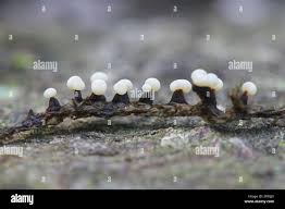 Image result for Melanospermum