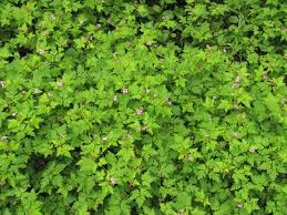 Image result for Geraniaceae