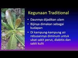 Selain bisa dimakan langsung, kacang tanah kini juga banyak tersedia dalam beragam sajian, mulai. Khasiat Pokok Gajus Youtube