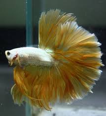 Betta Fish Gold Dragon Over Halfmoon Ohm Male 3 Betta Betta Fish Fish