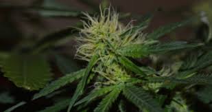Autoflowering cannabis plant farmers may make use of fans to encourage the flow of air in their cannabis garden. Windburn In Autoflowering Cannabis Autoflowering Cannabis Blog