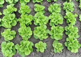 شو بدنا نزرع بالصيفية Shade Tolerant Plants Garden Harvest Plants