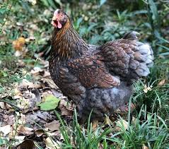 Everything you need to know. Wyandotte Chicken Egg Color Origin Profile Agri Farming