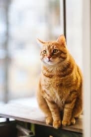 Free for commercial use no attribution required high quality images. Selective Focus Photography Of Orange Tabby Cat Free Stock Photo
