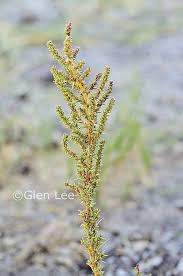 Image result for Suaeda plumosa