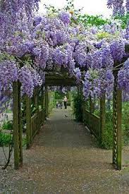 Interiors Fourth Floor Walk Up Wisteria Pergola Beautiful Gardens Garden