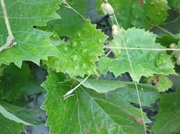Image result for Colomerus vitis