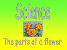 The female reproductive part of a flower is called the pistil. Science The Parts Of A Flower Ppt Download