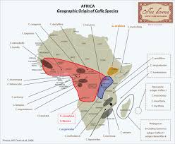 Image result for Coffea salvatrix