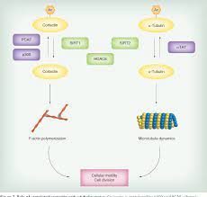 Figure 2 From Histone Deacetylase 6 In Health And Disease Semantic Scholar