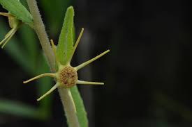 Image result for Bosqueiopsis